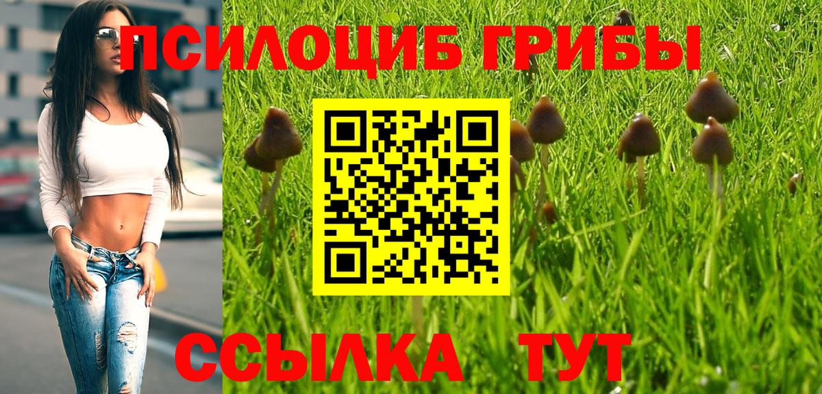 Галлюциногенные грибы Psilocybe Губкин