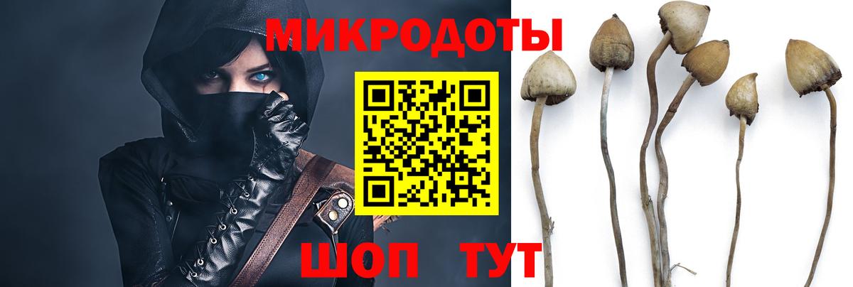 Губкин  Псилоцибиновые грибы Cubensis  Вход с VPN  Псилоцибиновые грибы мицелий 